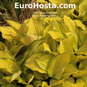 Hosta Paradise Island - Eurohosta