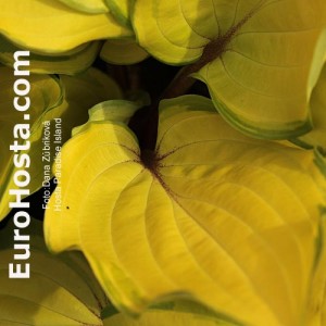 Hosta Paradise Island - Eurohosta