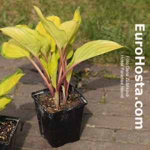 Hosta Paradise Island - Eurohosta