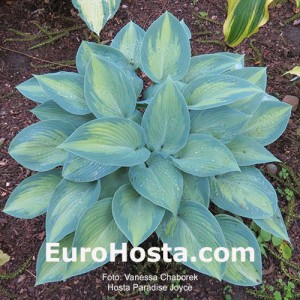 Hosta Paradise Joyce