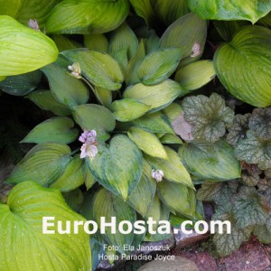 Hosta Paradise Joyce - Eurohosta