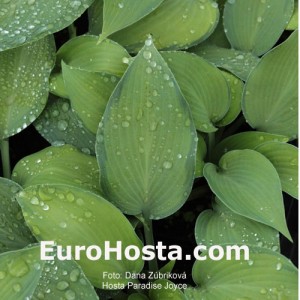 Hosta Paradise Joyce - Eurohosta