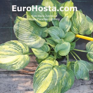 Hosta Paradise Lightning