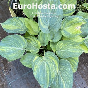 Hosta Paradise Lightning