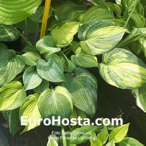 Hosta Paradise Lightning