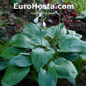 Hosta Paradise Ocean