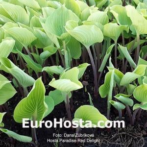 Hosta Paradise Red Delight