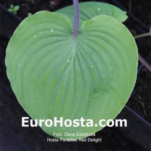 Hosta Paradise Red Delight