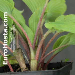 Hosta Paradise Red Delight - Eurohosta