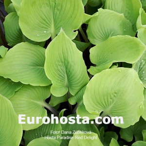 Hosta Paradise Red Delight