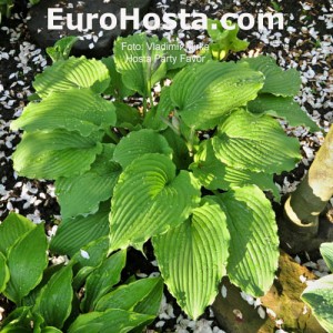 Hosta Party Favor