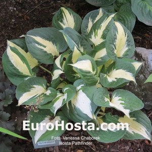 Hosta Pathfinder - Eurohosta