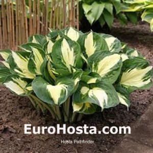 Hosta Pathfinder - Eurohosta