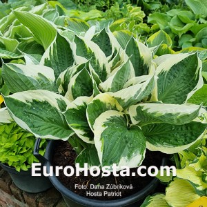 Hosta Patriot - Eurohosta