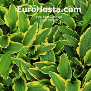 Hosta Patrician - Eurohosta