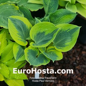 Hosta Paul Vernooij