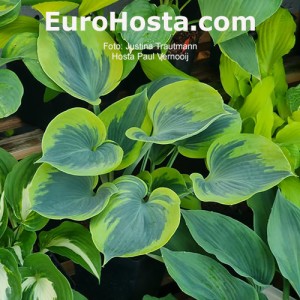 Hosta Paul Vernooij