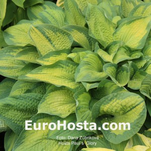 Hosta Paul´s Glory - Eurohosta