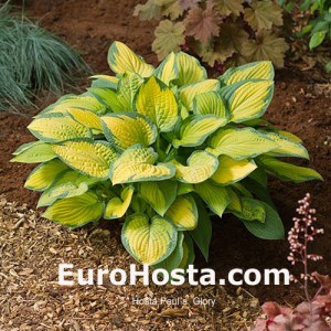 Hosta Paul´s Glory - Eurohosta