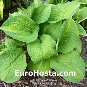 Hosta Paul´s Glory - Eurohosta