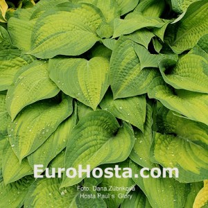 Hosta Paul´s Glory - Eurohosta