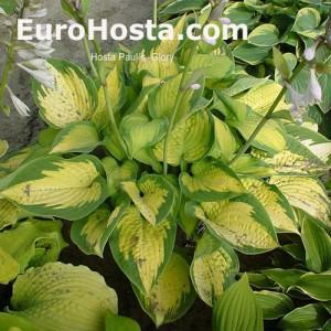 Hosta Paul´s Glory - Eurohosta