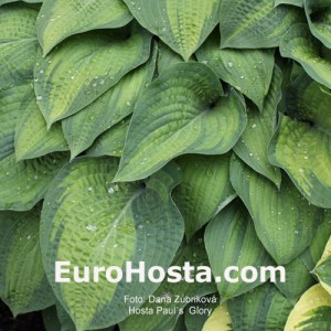 Hosta Paul´s Glory - Eurohosta