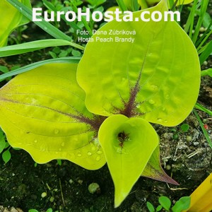 Hosta Peach Brandy