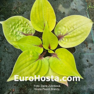 Hosta Peach Brandy