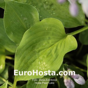 Hosta Pearl Lake - Eurohosta