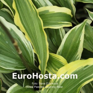 Hosta Pee Dee Laughing River - Eurohosta