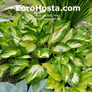 Hosta Peppermint Ice