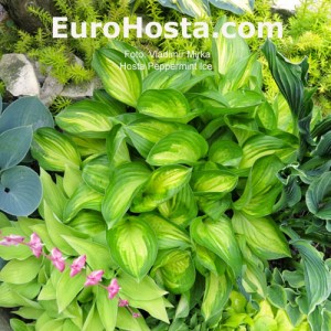 Hosta Peppermint Ice