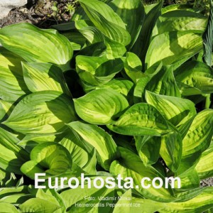 Hosta Peppermint Ice