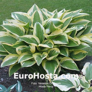 Hosta Percy