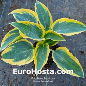 Hosta Permafrost - Eurohosta