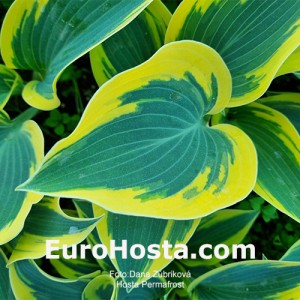 Hosta Permafrost - Eurohosta