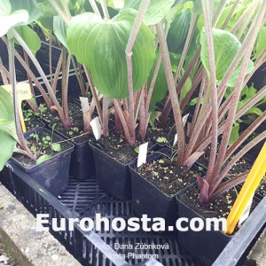 Hosta Phantom