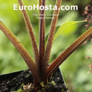 Hosta Phantom - Eurohosta