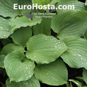 Hosta Phantom - Eurohosta