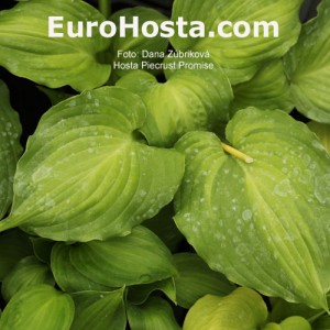 Hosta Piecrust Promise