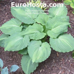 Hosta Piecrust Promise