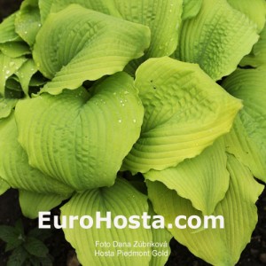 Hosta Piedmont Gold - Eurohosta