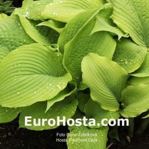 Hosta Piedmont Gold - Eurohosta