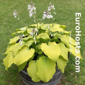 Hosta Piedmont Gold - Eurohosta