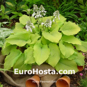 Hosta Piedmont Gold - Eurohosta