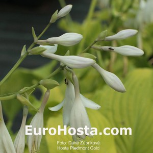 Hosta Piedmont Gold - Eurohosta