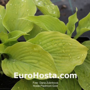 Hosta Piedmont Gold - Eurohosta