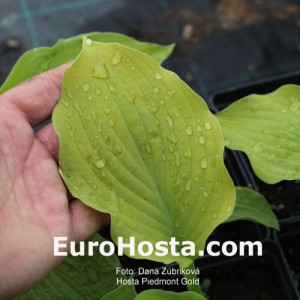 Hosta Piedmont Gold - Eurohosta