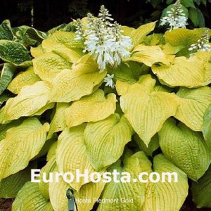 Hosta Piedmont Gold - Eurohosta